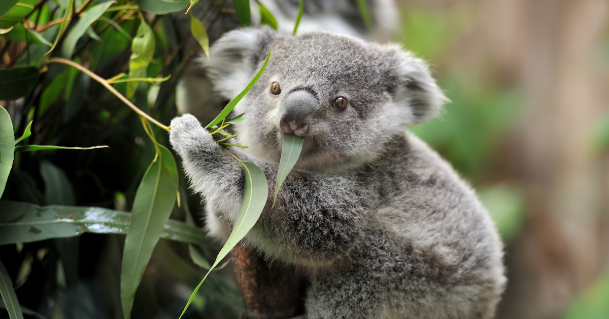 Studying Koalas Could Provide New Opportunities for the Treatment of Chlamydia