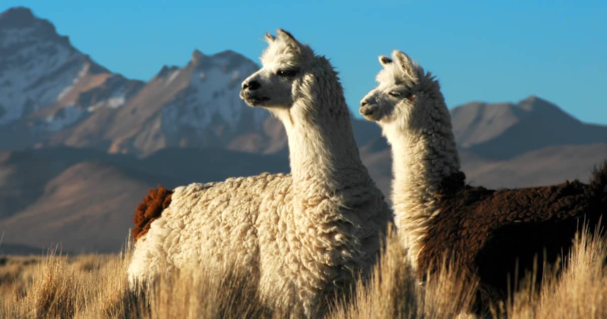 Alpacas: A Surprising Ally to battling HIV