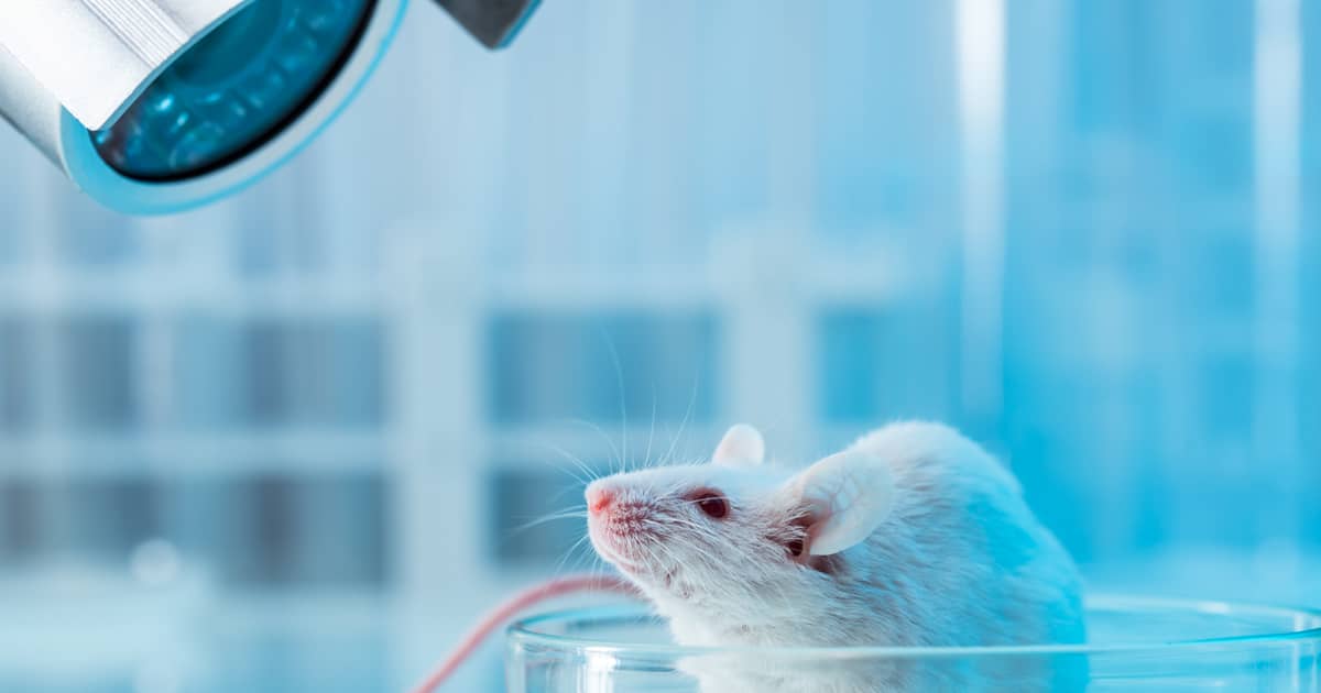 MitoQ: A New Hope in Reversing Organ Damage from HIV Antiretroviral Therapy